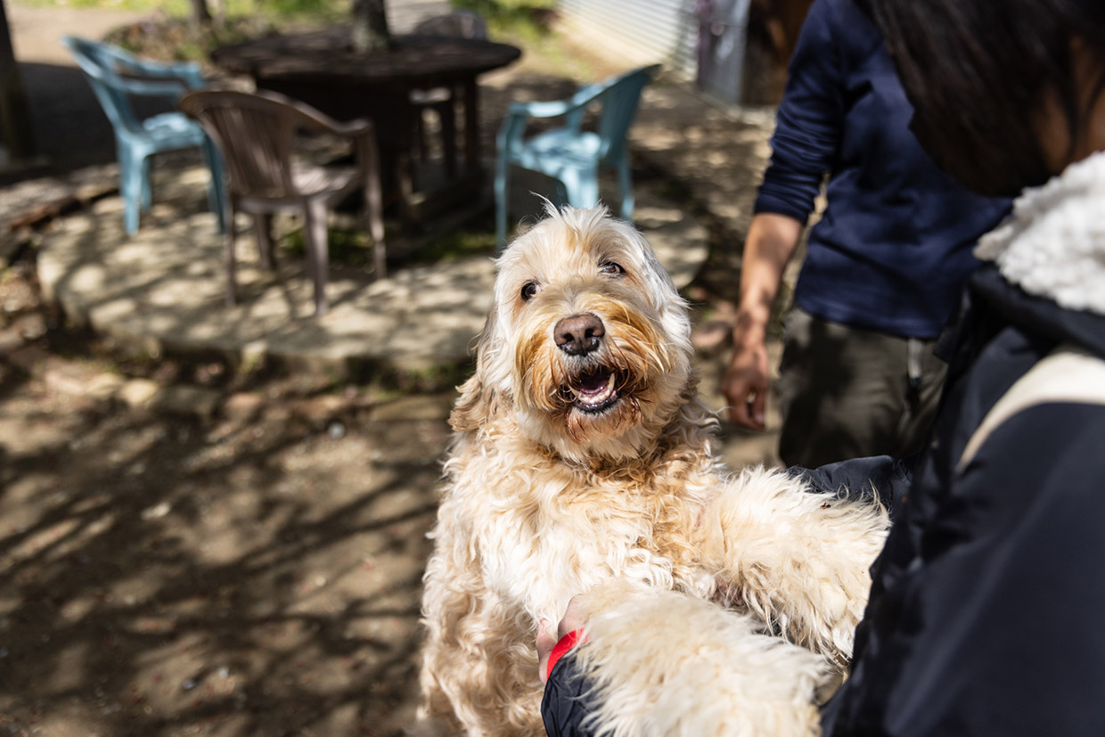 「ラッキーガーデン」で散歩していた犬