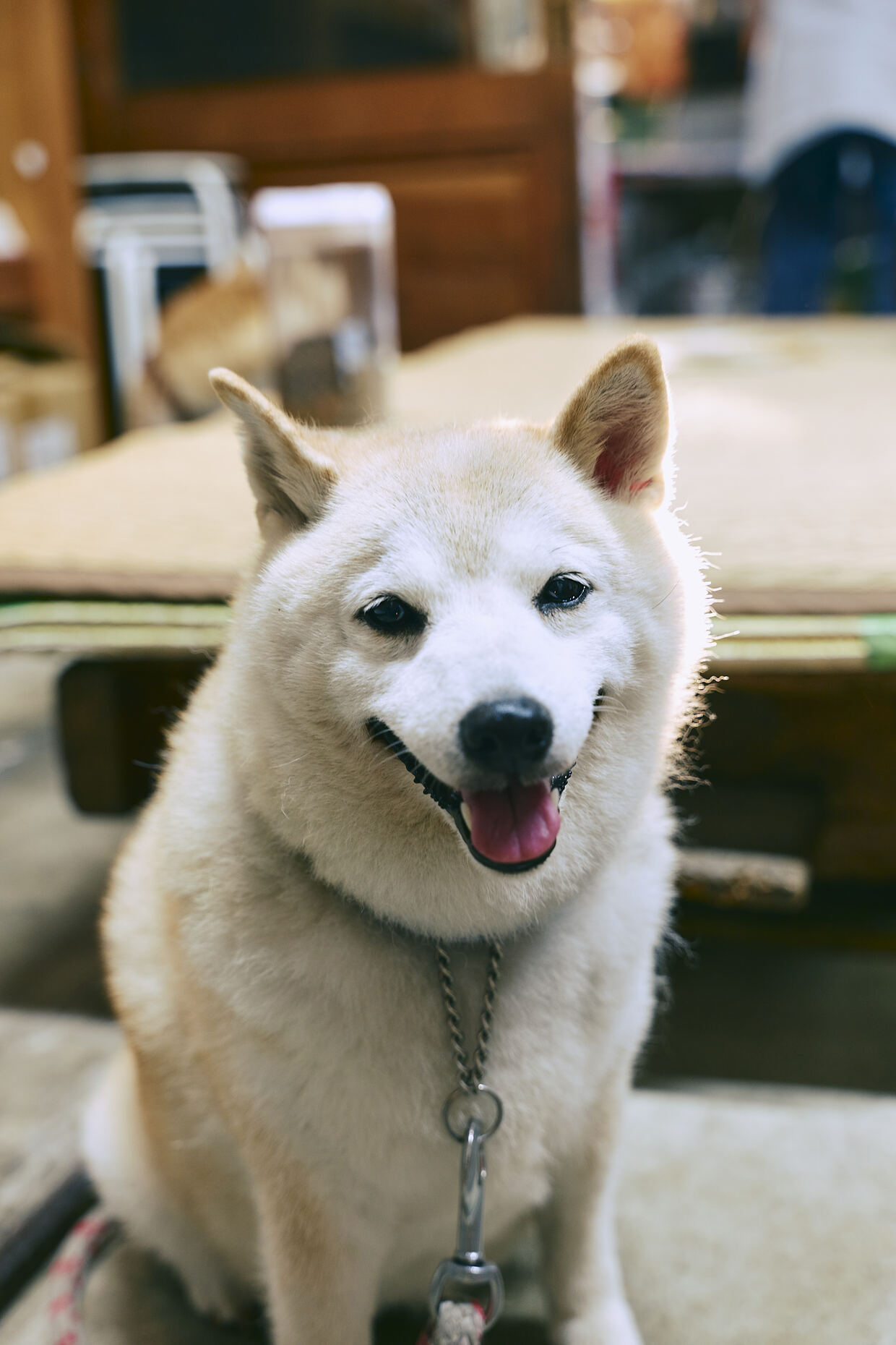 「小川又兵衛商店」で出合った柴犬。