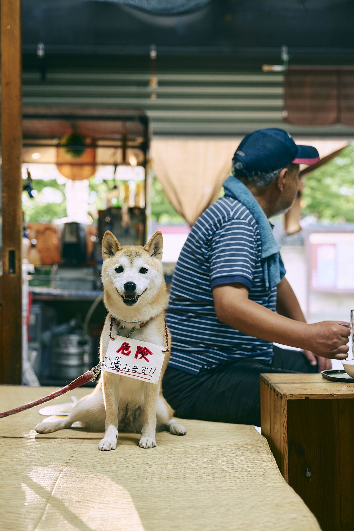 「小川又兵衛商店」で出合った柴犬②