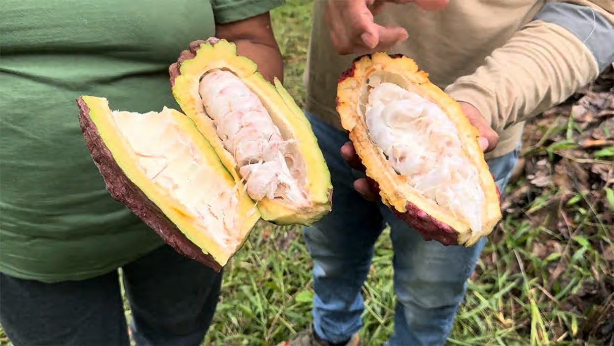 cacao