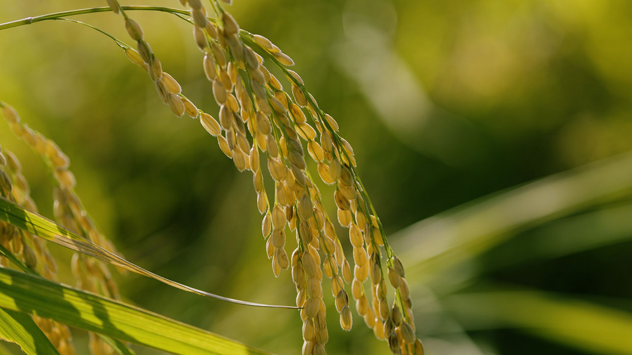 『宝酒造』山田錦稲穂