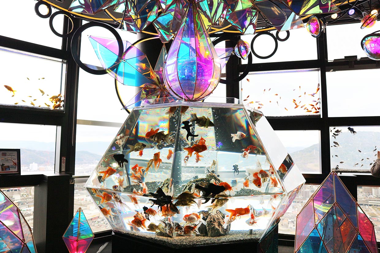 『天空のアクアリウム ソラキン』金魚