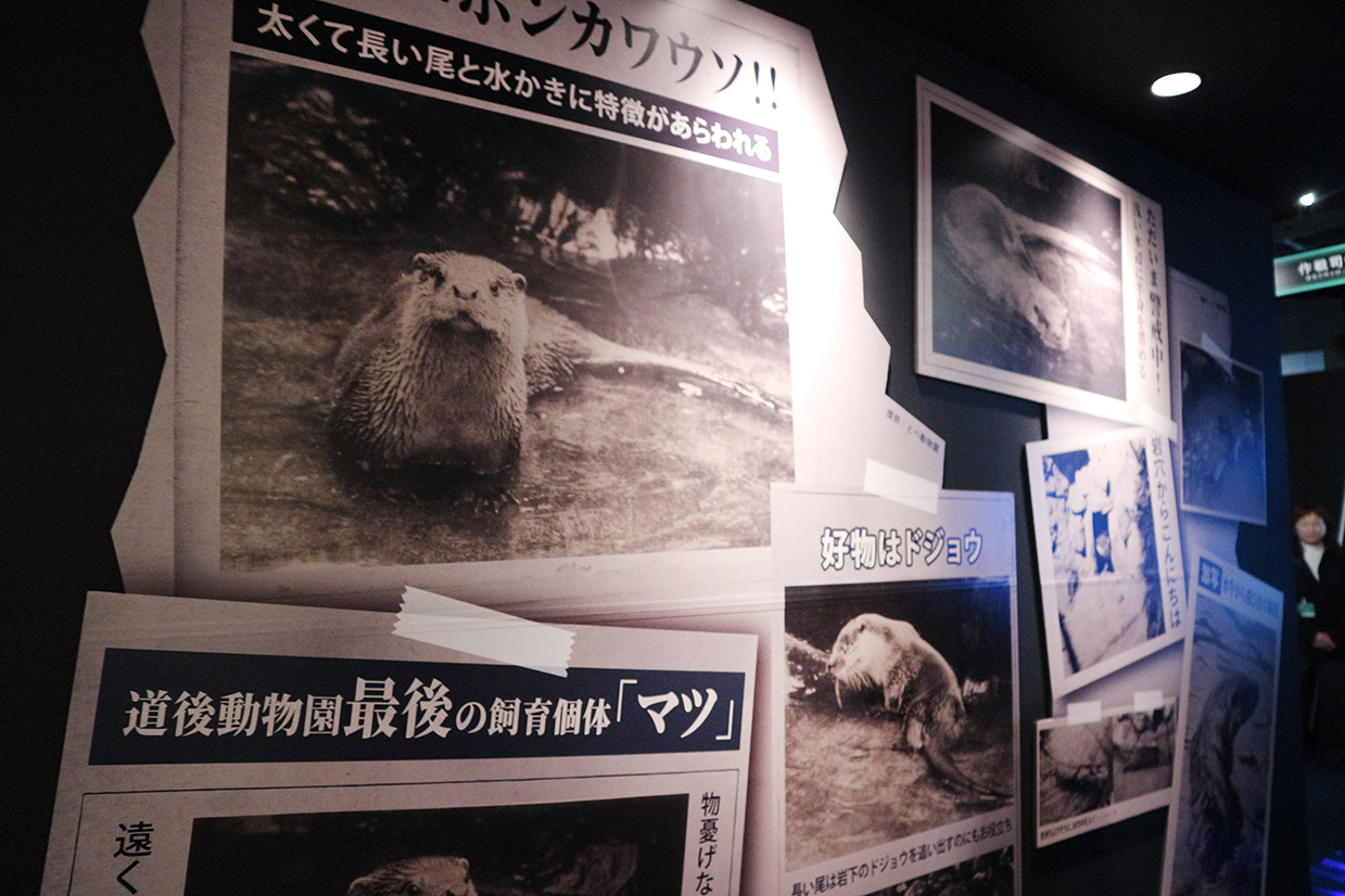 四国水族館の『ニホンカワウソ大捜索隊司令部』新聞記事