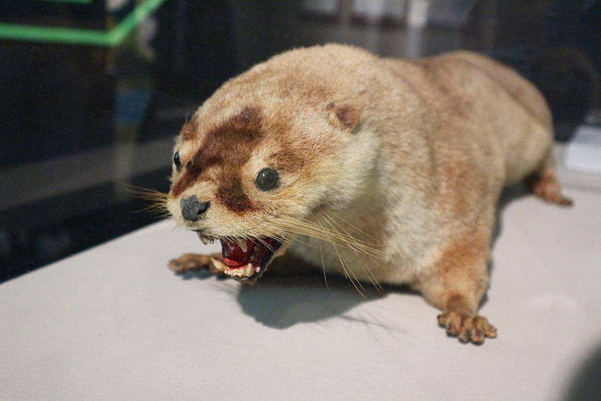 四国水族館の『ニホンカワウソ大捜索隊司令部』カワウソ展示
