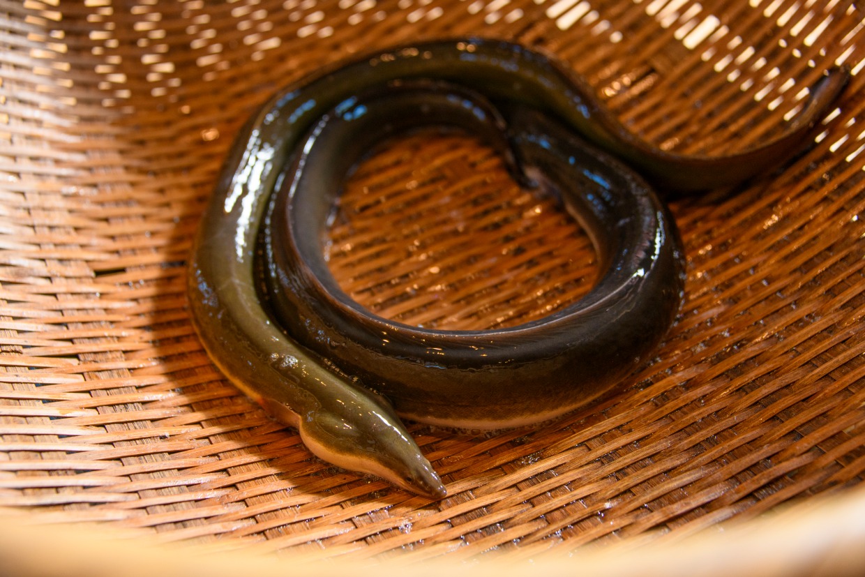 『うなぎや 茂右ェ門』の口細青鰻