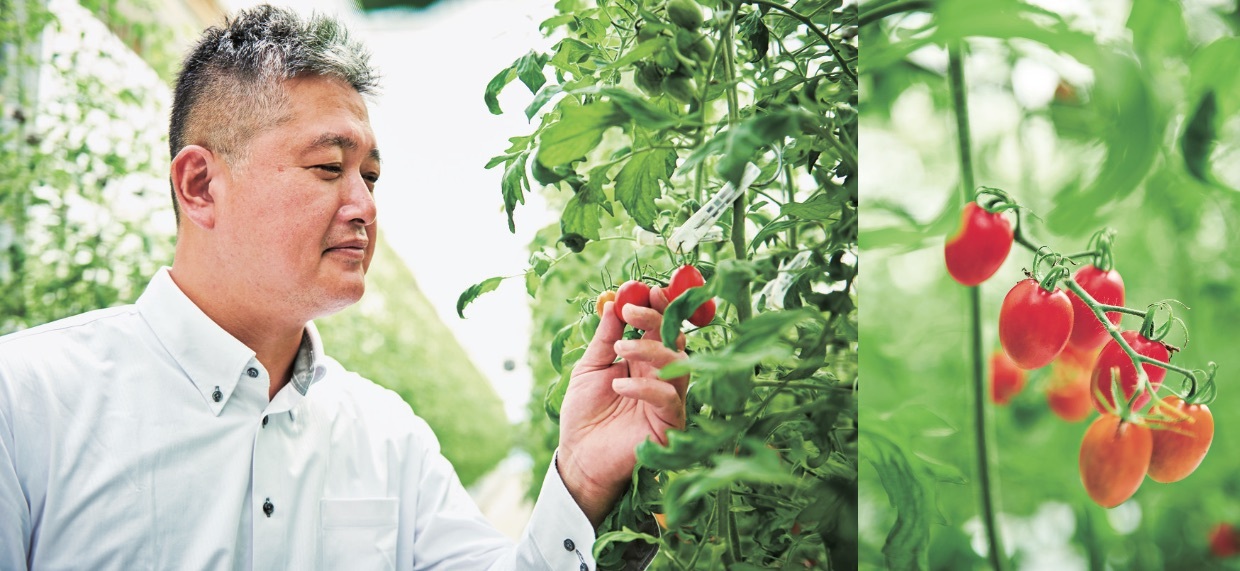 tomato