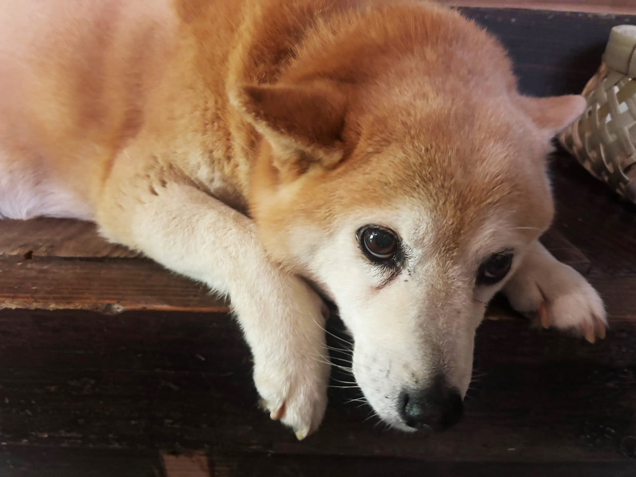 柴犬