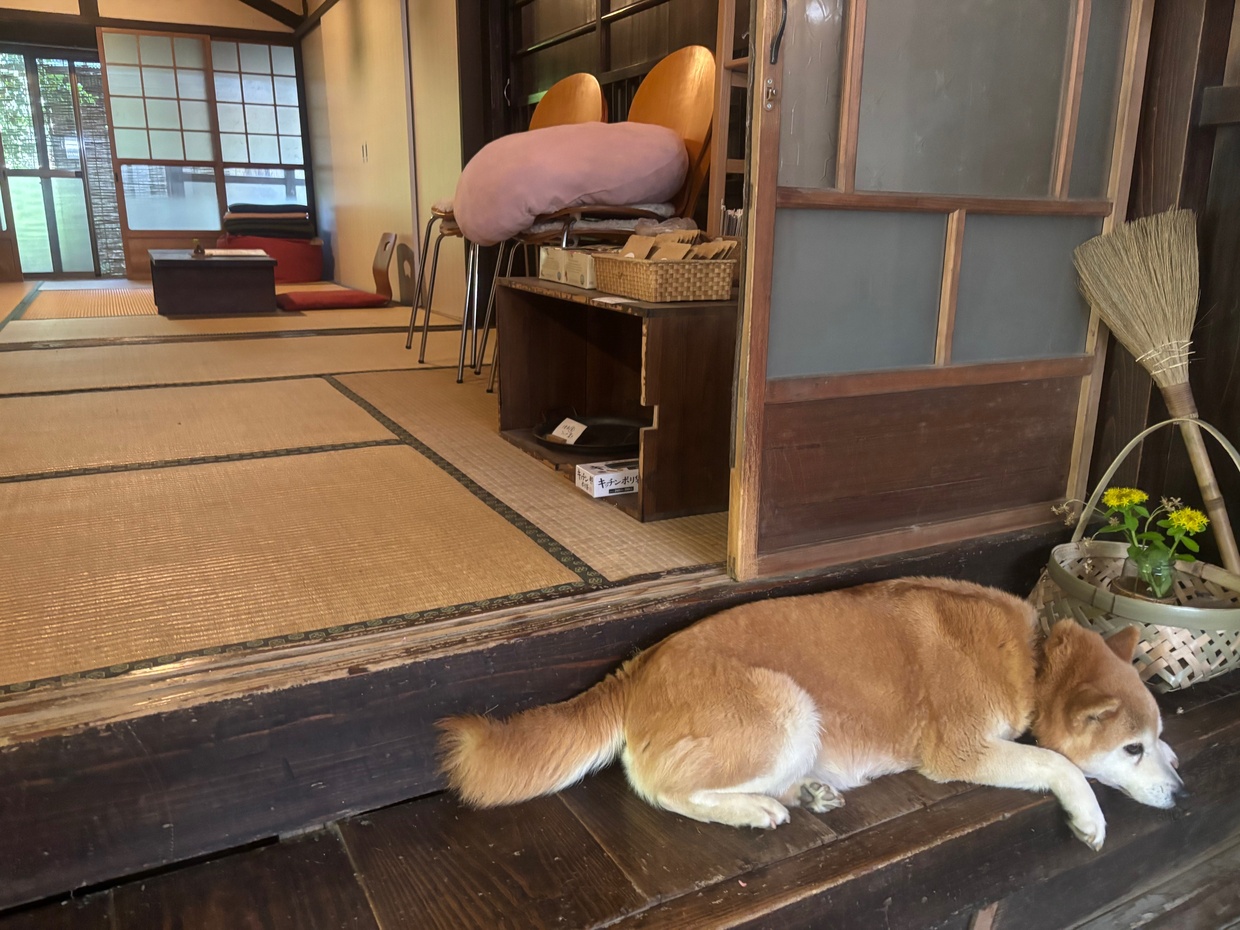 柴犬