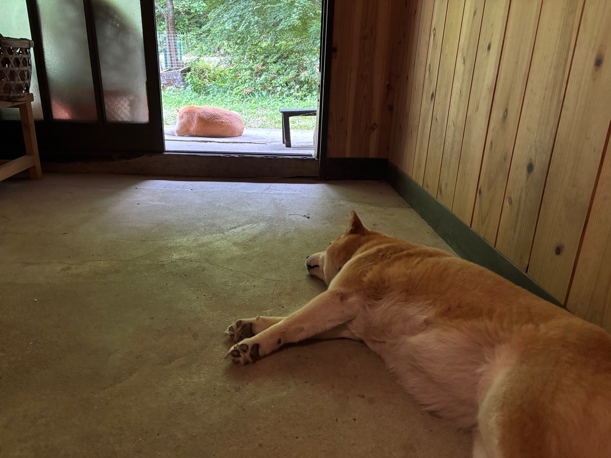 ゴロゴロする柴犬