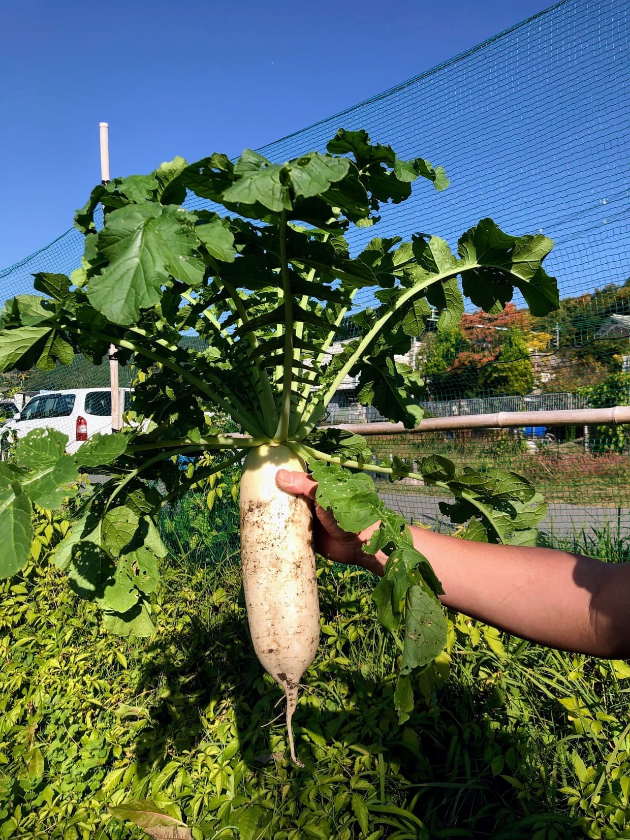 収穫した大根