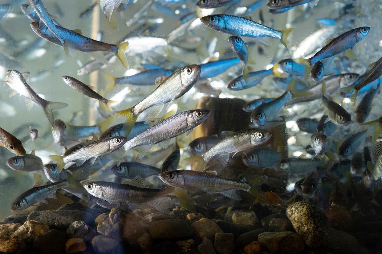 「喜幸」の水槽で泳ぐハエ
