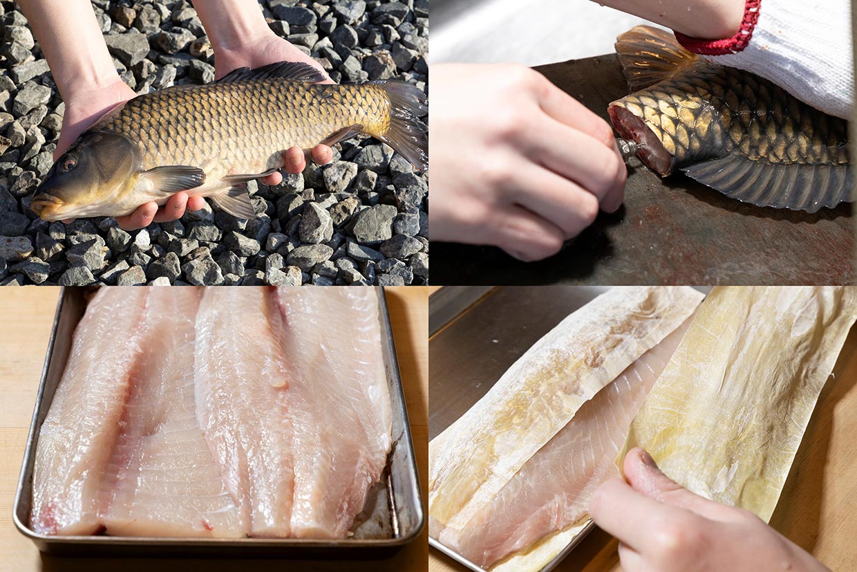 鯉の血抜きと昆布〆