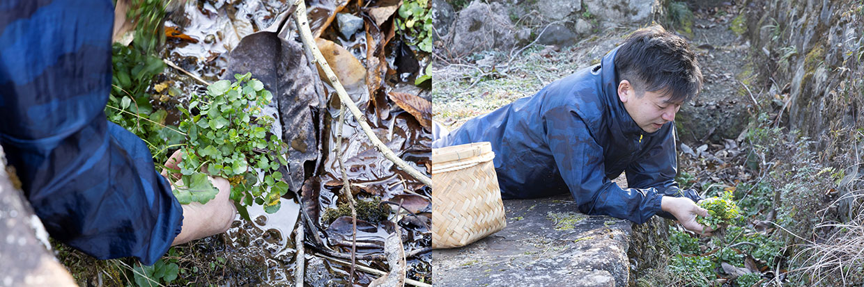 「心根」の敷地内に芽吹いたオランダガラシ