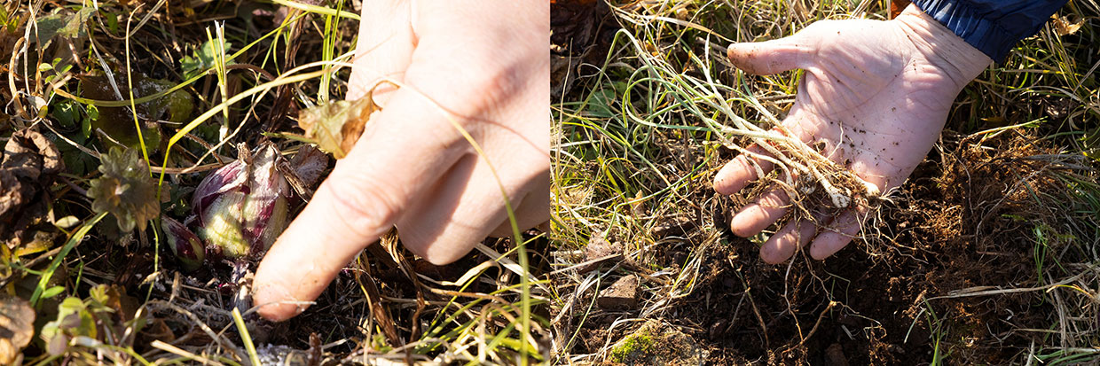 「心根」の「鯉の花籠仕立て」の山菜
