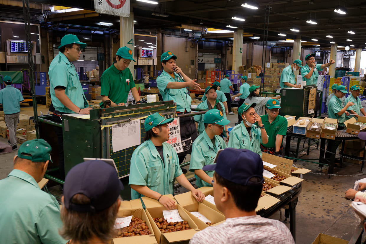 京都中央卸売市場青果部、コンベアを流れる栗