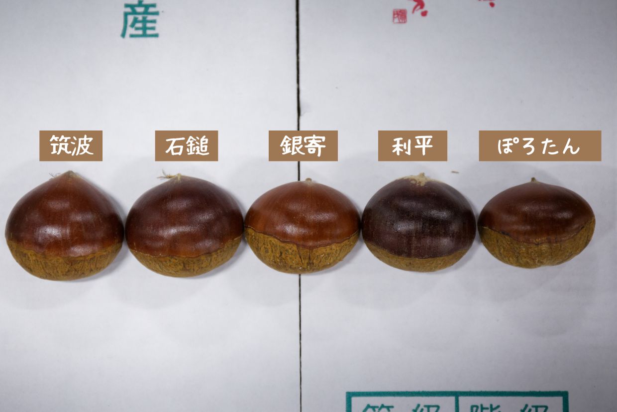 「筑波」、「石鎚」、「銀寄」、「利平」、「ぽろたん」
