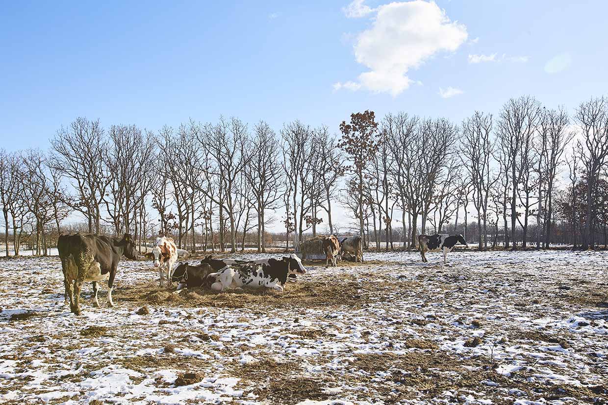 SNOWS、北海道、牧場