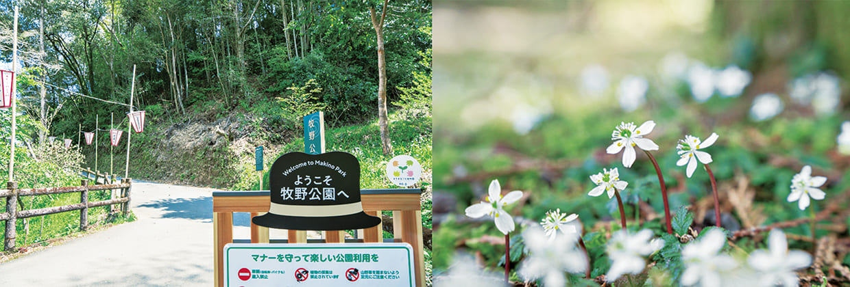 牧野公園、バイカオウレン