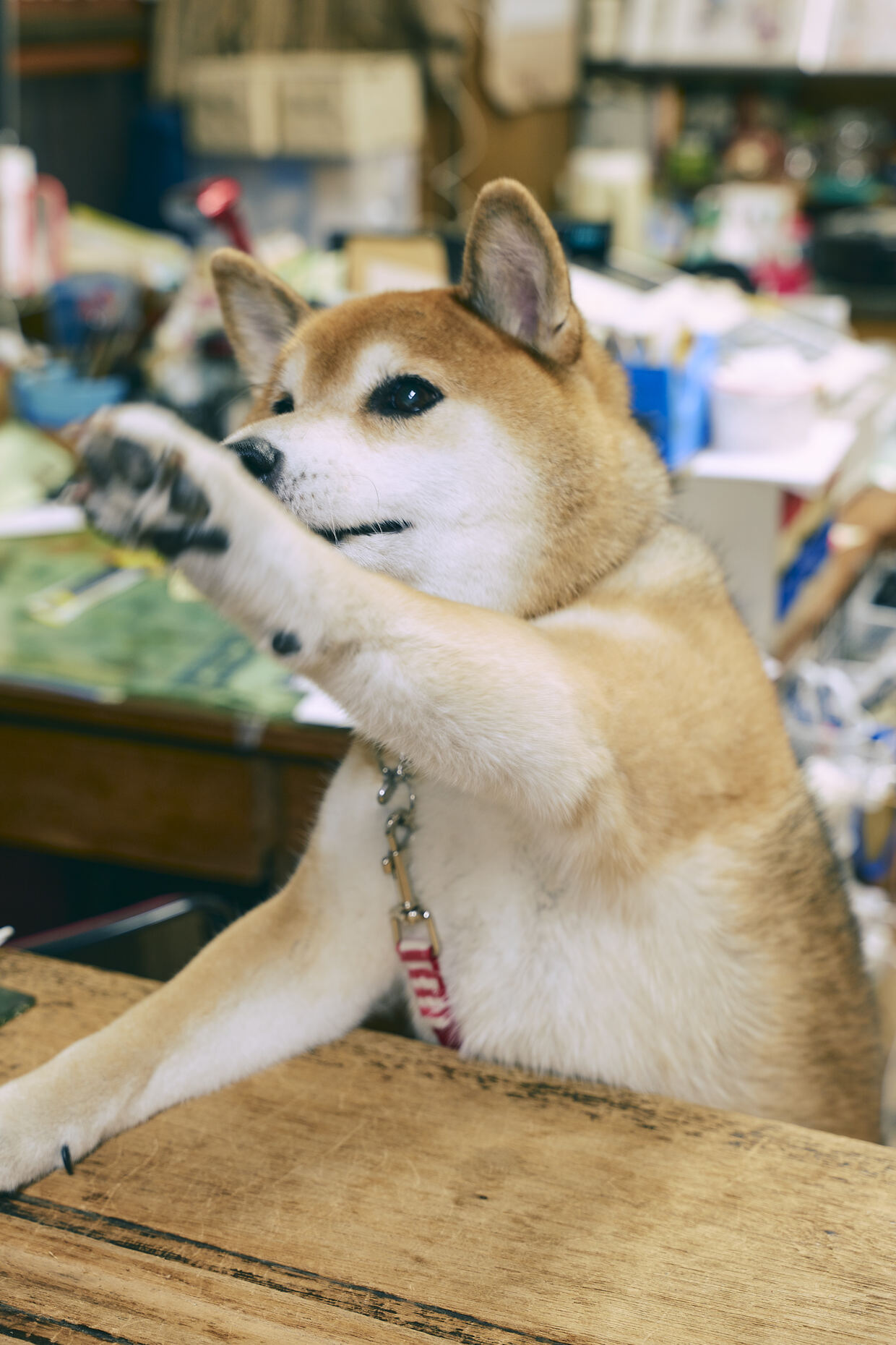 「小川又兵衛商店」の看板犬