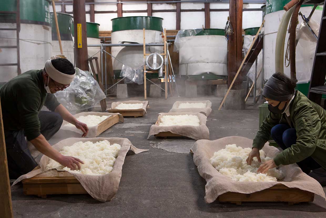 奈良『大倉本家』蒸し米の放冷作業 